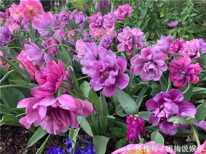 木槿|急性子养的6种花，长的快、爆花多，1盆能开大半年！