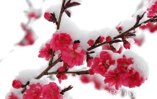 玉妃|月冷小枝寒,雪润玉妃舞,英蕊风中馥郁扬,弄香在、牵情处