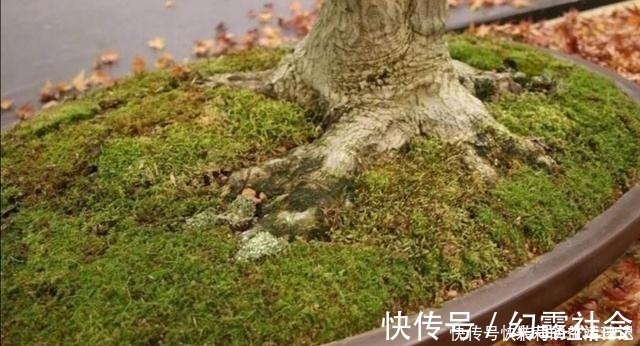 养盆景,怎样才能在盆面上长出青苔,增加观赏性!