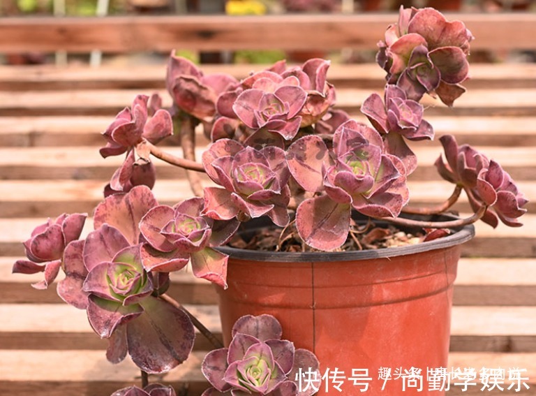 法师|多肉红富士法师，出状态时那一抹红色的娇艳是否会将你彻底迷倒