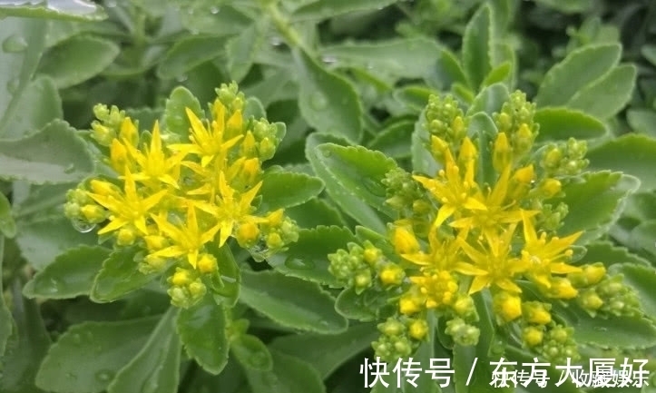 价值|农村田里的这种野草,钙是牛奶3倍,价值很珍贵,你有见过没