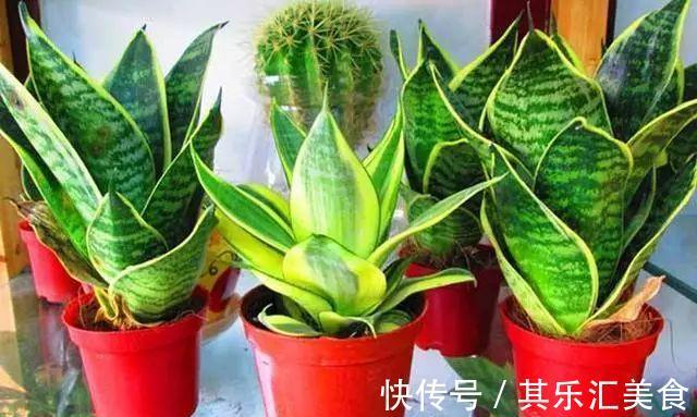 养虎皮兰，记住这一关键点，叶片饱满壮实，一次冒10芽，长爆盆