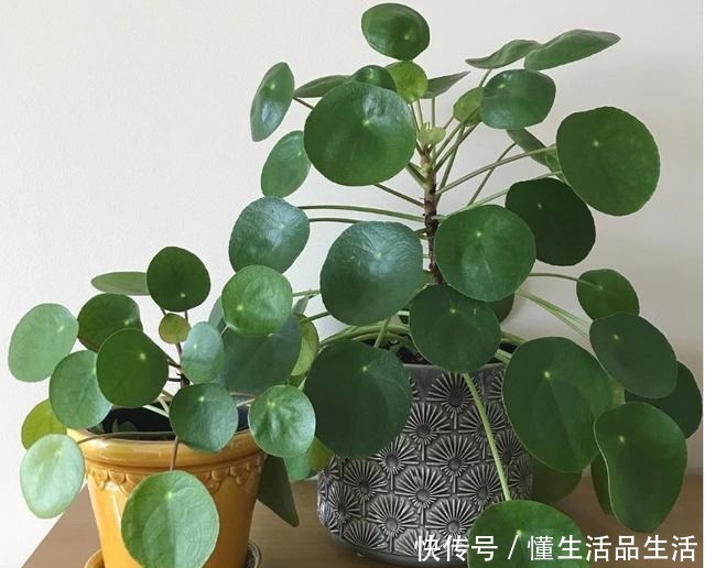 家里卫生间,就养6种花,吸潮气除异味,厕所变成“绿植园”!