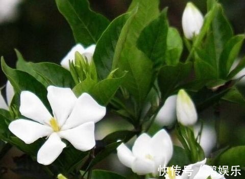 倒挂金钟|这5种花“最难养” 老手养不好,新手不敢碰