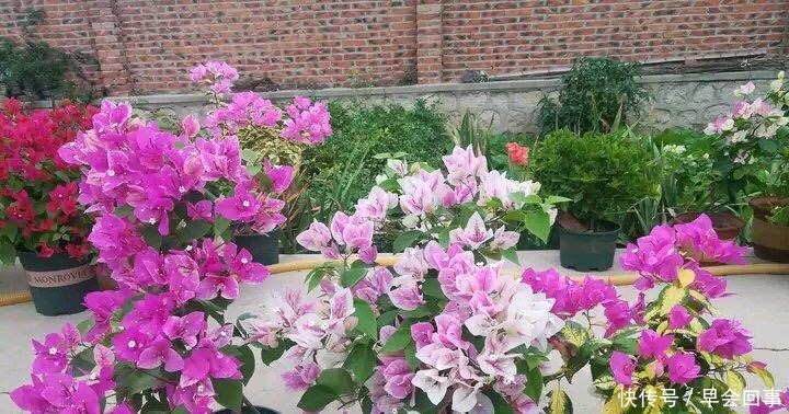 漂亮的花朵|养这6种花,家里全年都是“小花园”,花朵一茬又一茬的开!