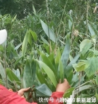 民间|民间常用它的叶子包粽子,有一种清新的香味,你用它包粽子吗?