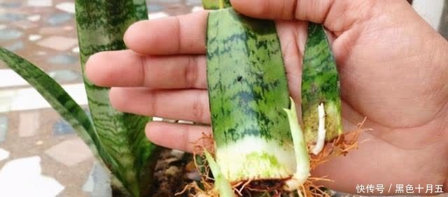 繁殖|养“虎尾兰”有要点,学会“砍倒重来”,1盆变100盆,4年到房顶