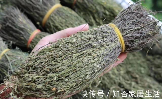 本草图经|独脚金:其貌不扬,却千元1斤,被称为“草中黄金”