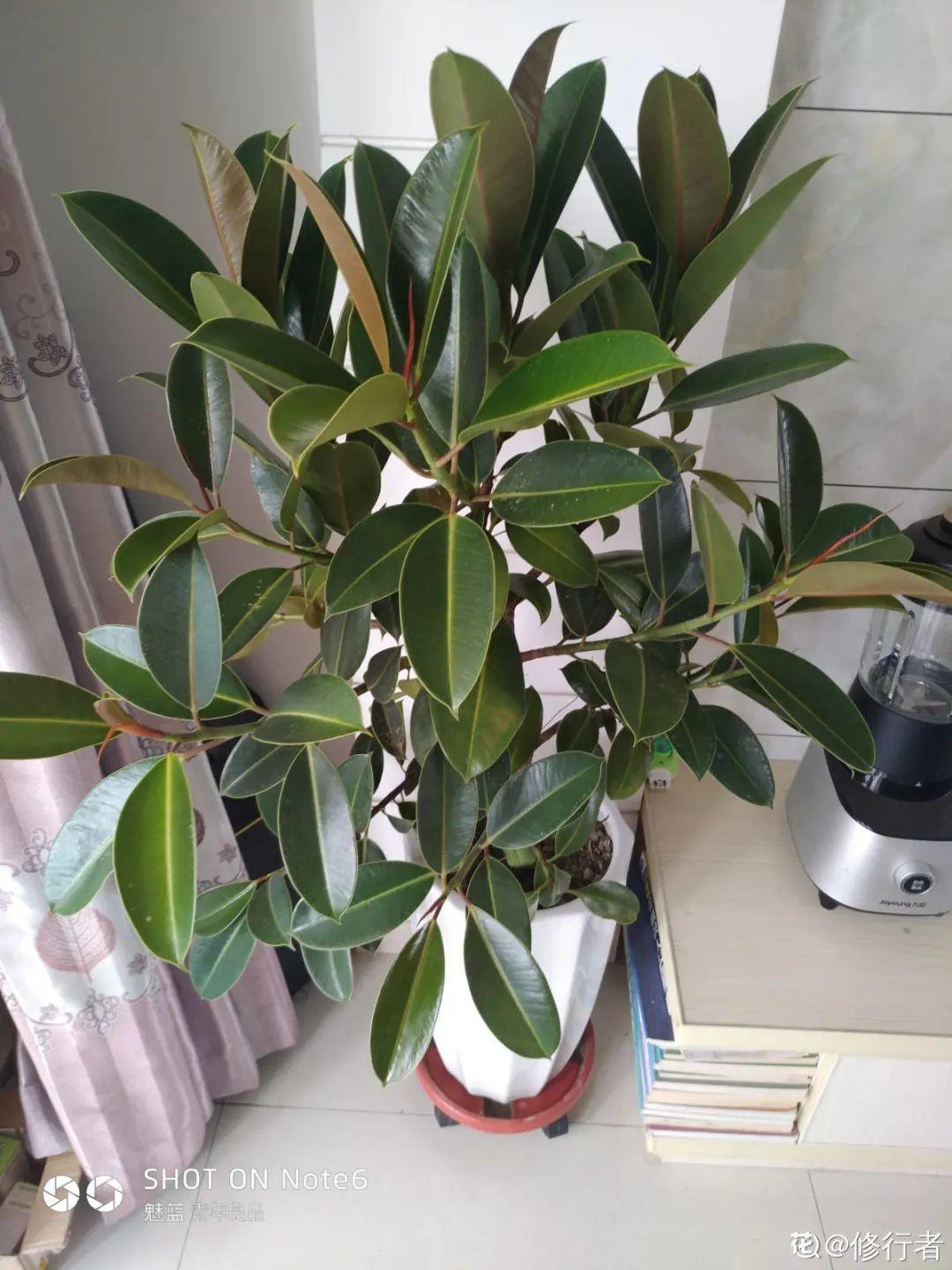 10种“养不死”的花,绿萝只能排最后一名,养死3种以上的举手