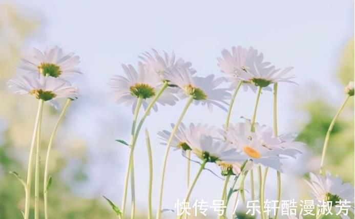 感情|没有隔夜仇,吵架之后先妥协,主动放下恩怨的星座