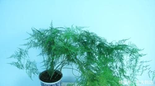 文竹|给文竹浇水时加点“料”,一“窜”2米高,10年不黄叶