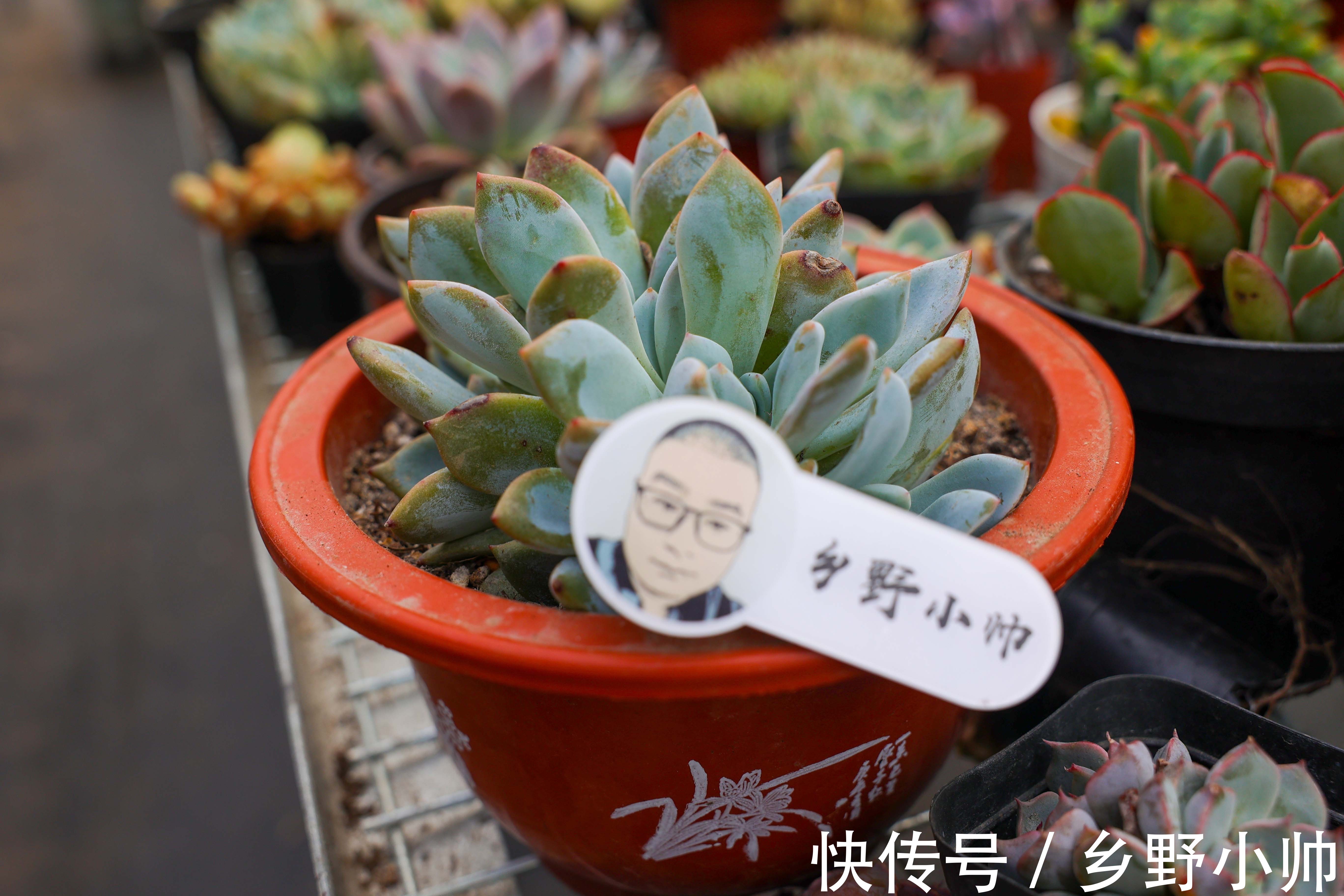 紫乐|养多肉太上头了,美肉盘点,说说那些让人欲罢不能的多肉