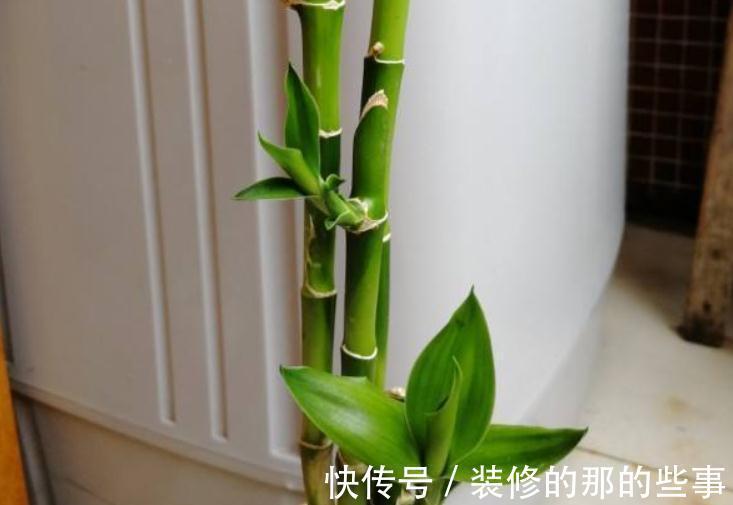 植株|这4种花草是出了名的“养不死”，人人均可入手，不用怕收空盆