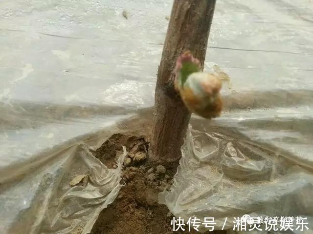 种阳台葡萄|葡萄树掌握2个小窍门,轻松繁殖10盆,种阳台葡萄吃不完!