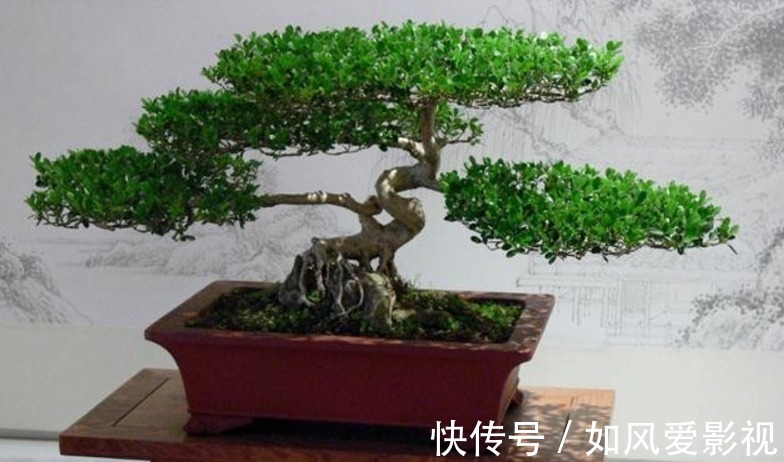 花友们|制成盆景的瓜子黄杨,搁家里能显主人品味、身份,该怎么养护?