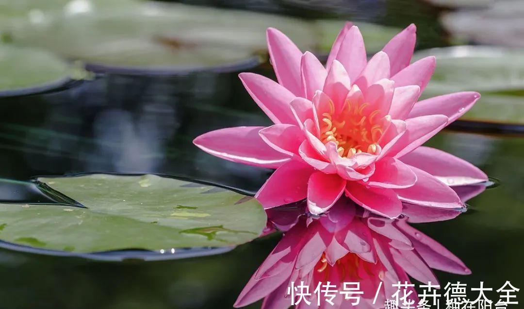水深|“水中女神”睡莲的生长期档案，在最恰当的时机栽种与收获！