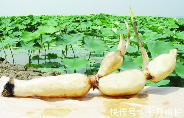 莲藕|想长寿先养生，几种食物每天吃点，养胃健脾，帮助消化，好处多多
