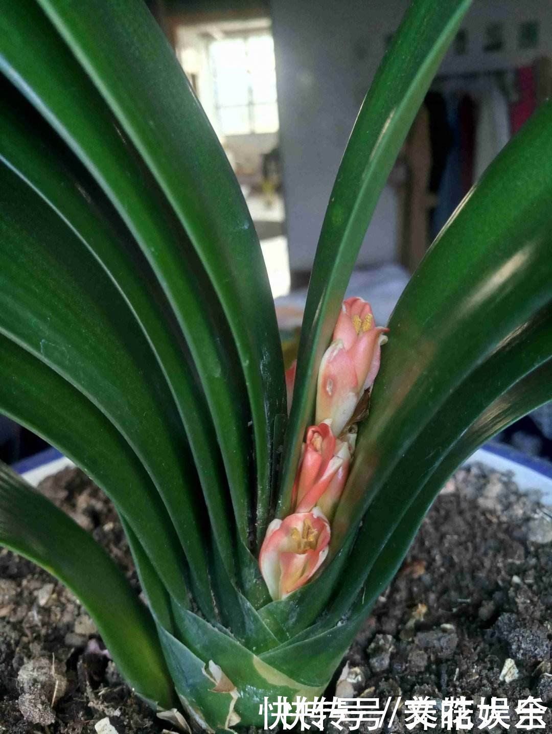 微酸性|君子兰叶子越长越小,搬到太阳地儿使劲晒,叶子油亮翠绿特精神