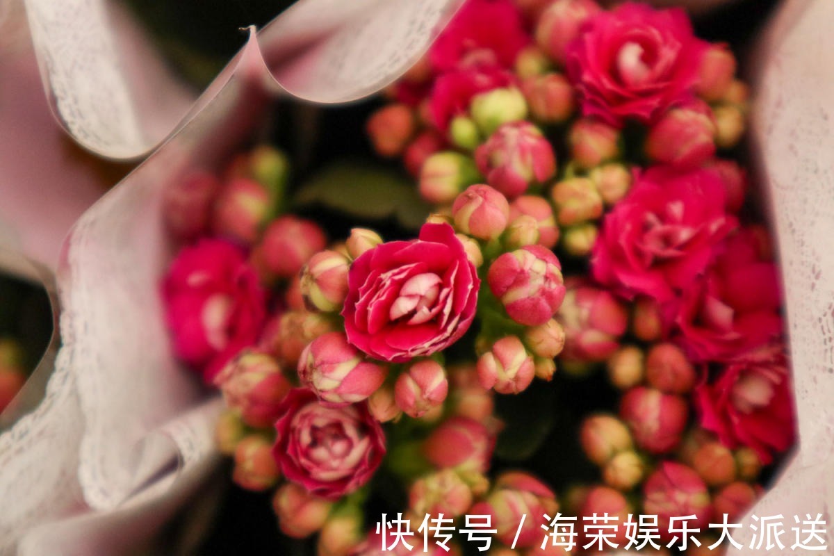 小花盆才能养好的花,种在大盆里太危险,一不小心就烂根