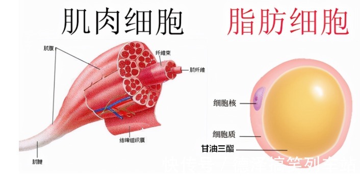 常见病|再次提醒：过65岁后，老年人要舍得补充这3种营养，预防3种常见病