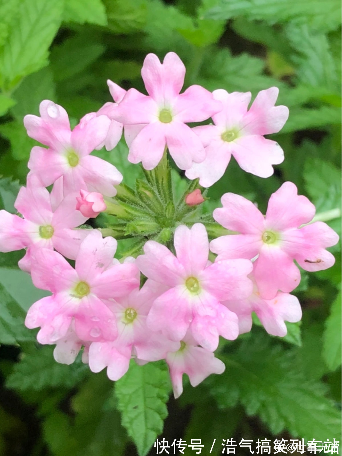 秋天是养草花的季节，12种草花现在播种，俩月就能开花