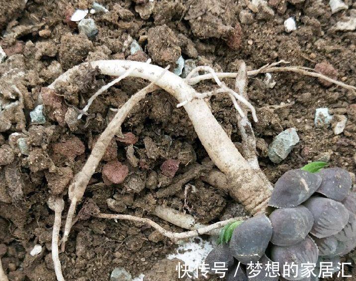 养多肉的重要三部曲，方能把多肉养的肥肥胖胖