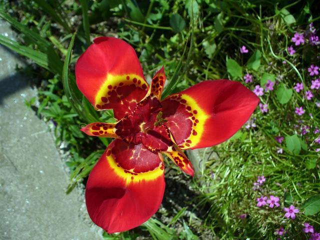 花瓣|这种兰花有特色,花瓣身披“虎皮纹”,观赏价值高适合室内欣赏