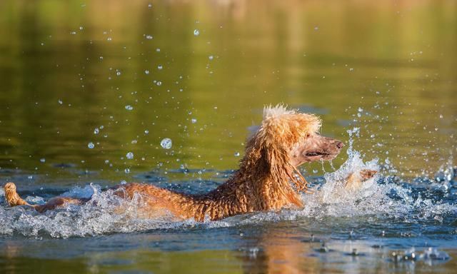 贵宾犬鲜有人知的6件事 你知道吗 天合乐学帮助家长发现孩子的更多可能