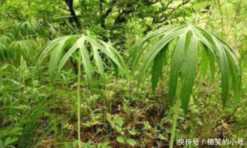 中国药植图鉴|农村一种野草，长得像“破雨伞”，但价值珍贵，遇到了请珍惜