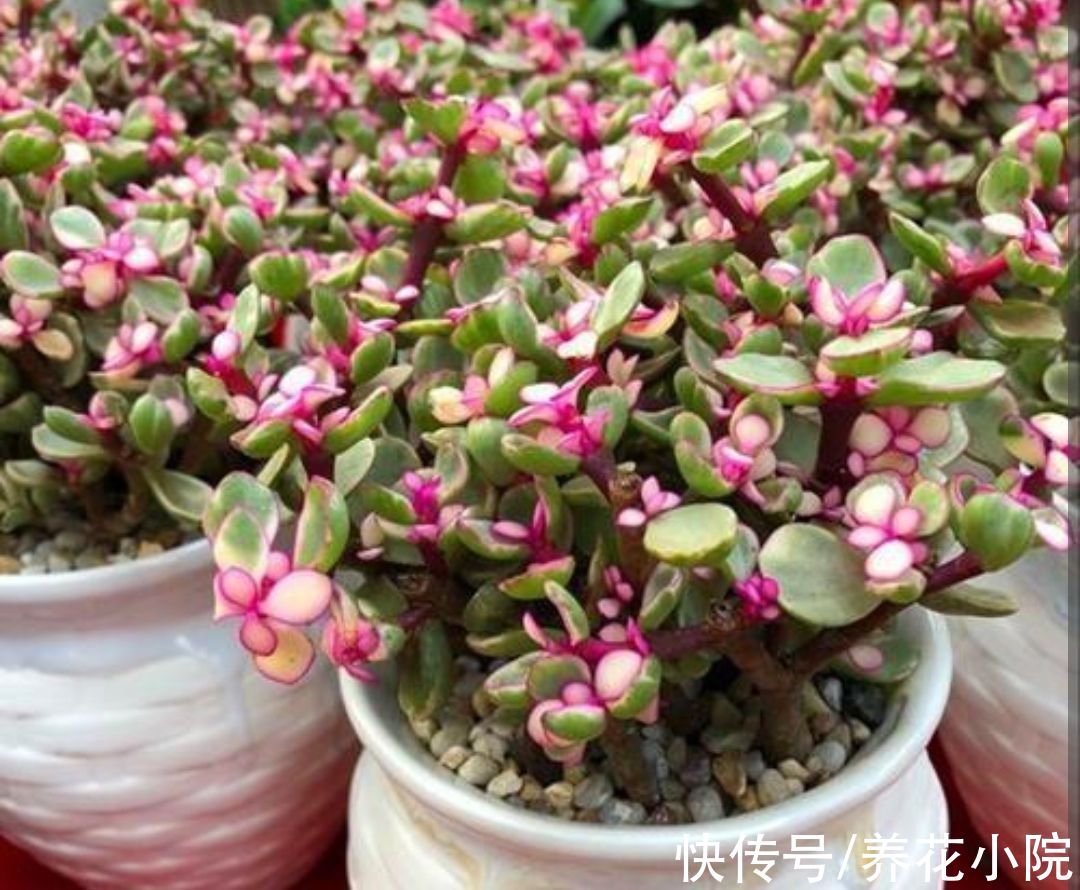 养多肉雅乐之舞，避开4个“错误”，长得旺盛，叶子饱满翠绿