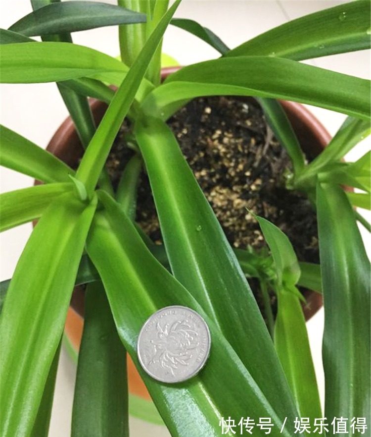 吊兰叶子又窄又细,做4事,叶子越长越宽厚,呼呼疯长挤爆盆!
