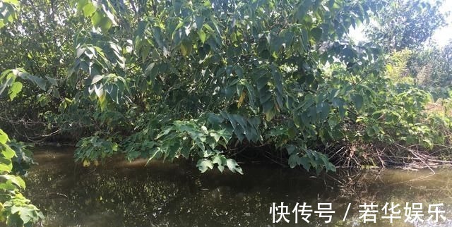 水草|没有水草就不能钓鱼了吗根据这4点来找鱼,下竿之处即咬钩
