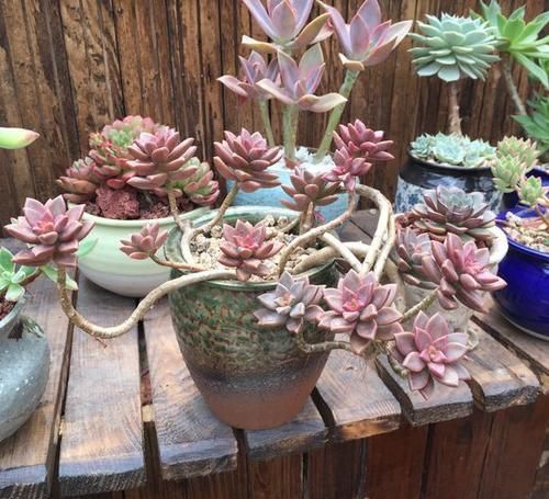 3种多肉，高端大气上档次，容易长成悬崖桩，养护简单色彩艳