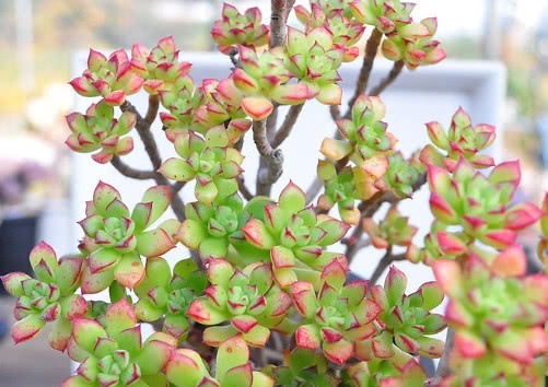 多肉酥皮鸭怎么养教你3个盆栽小妙招,养出小清新的酥皮鸭