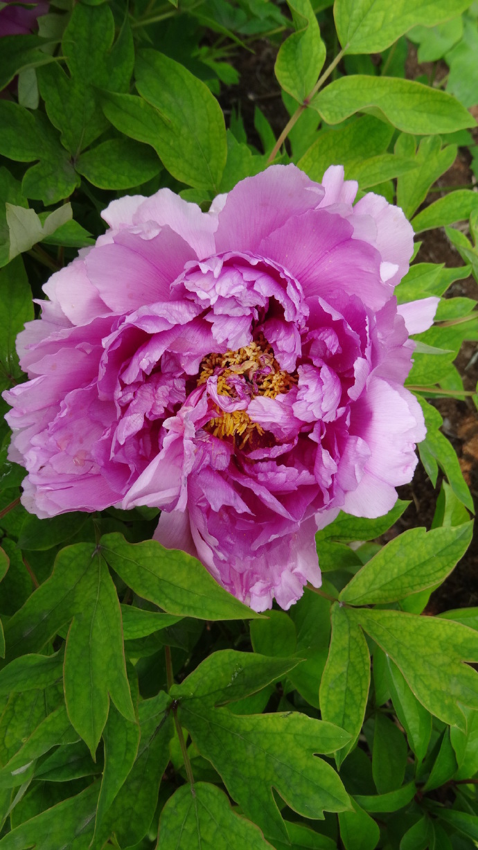 喜欢菊花,不如养盆“牡丹珍品”富贵满堂,国色天香,惊动京城!