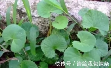 叶子|它的叶子有一个口子,样子像崩了的饭碗,遇见挖回家