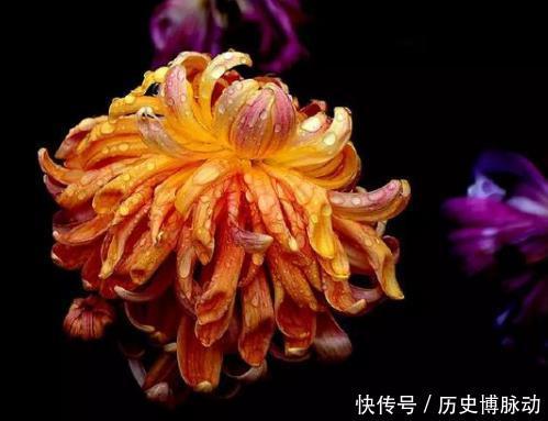 喜欢菊花 不如养盆 珍稀名菊 玄墨 紫艳半开 红衣落尽 快资讯