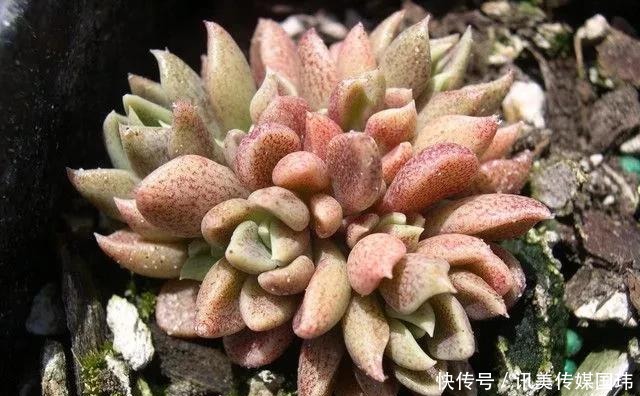 喷洒|价值过万的“三多肉”，一上色就惊艳全场，颜值之高让人大开眼界