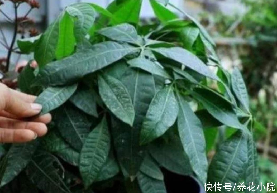 枝繁叶茂|发财树不用施肥，经常浇点“营养水”，照样长得枝繁叶茂