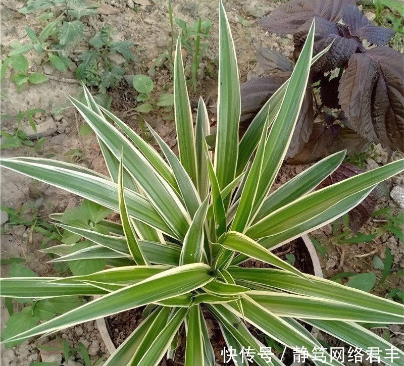 吊兰|养吊兰，一年四季只用2招，叶片3厘米宽，叶片长得又密又绿！