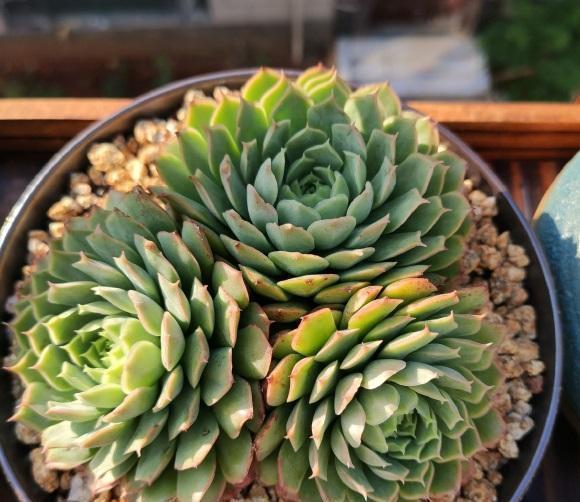 根系|多肉浇水浇多了，一碰就掉叶，小问题，控水1个月就恢复了