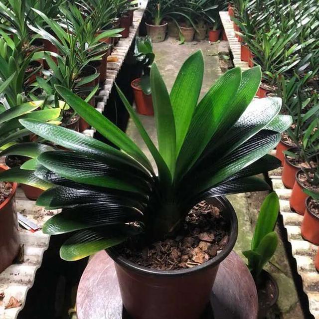 君子兰“烂根”巧处理，学会1招，2个月根系长满盆，比以前还壮！