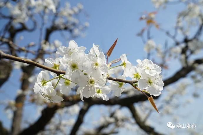 重磅！砀山梨花海盛开时间公布！