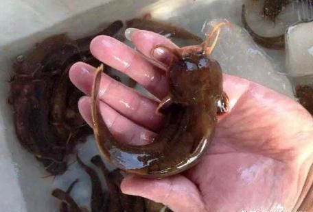 养殖|俗称“水蜂子”,我国特有的冷水鱼,1年长不到1两,却卖200元1斤