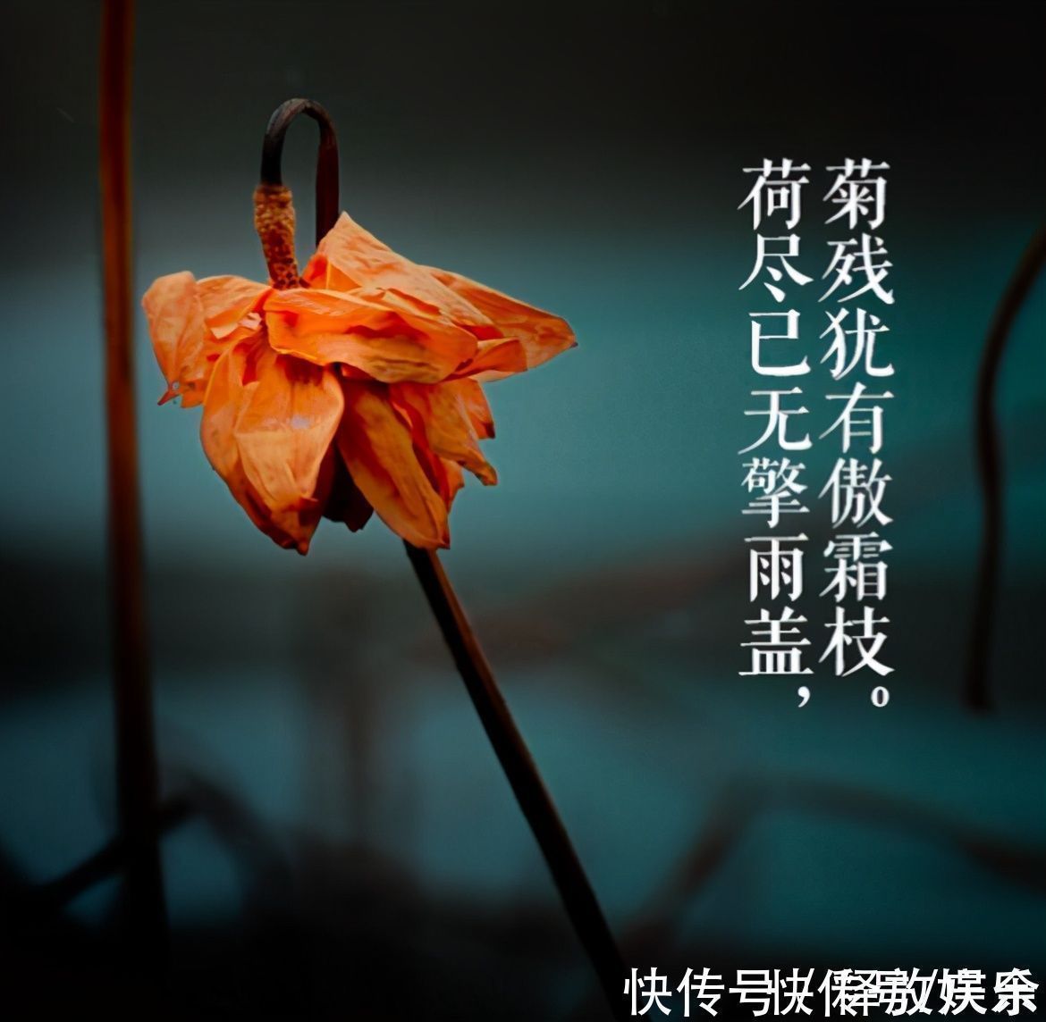 橙橘#苏轼很豁达的一首诗,短短28字,温暖了人心近千年