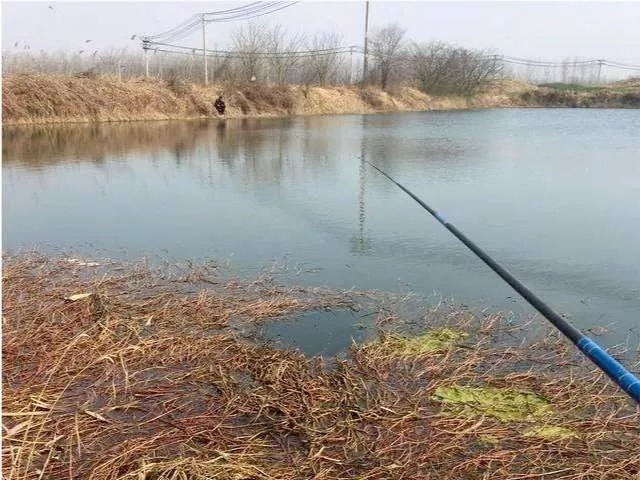 冬季太冷,鲫鱼就不好钓?试试老钓友这三招,每次下竿就狂拉