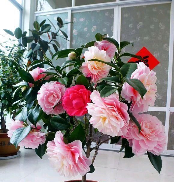 此花是中国传统名花,一树多色花,漂亮不输牡丹,北方也能养