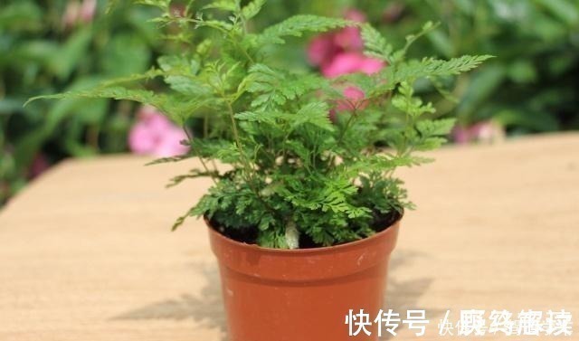 什么啤酒、淘米水，在“它”面前弱爆了！用它浇花，浇什么活什么！