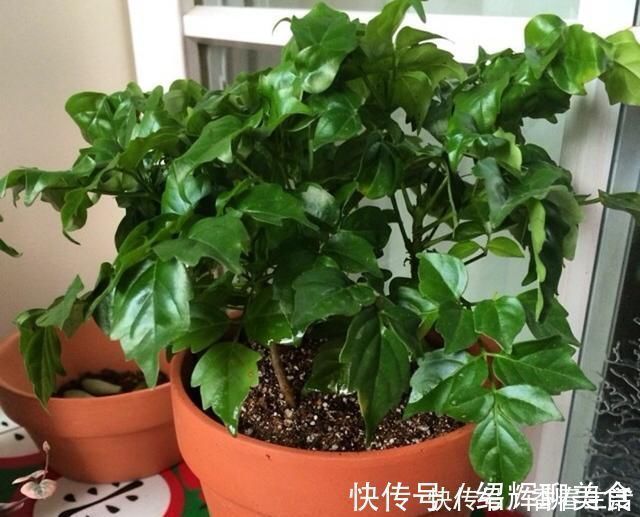 好处|这“2种”树,比花卉好养,能够吸“甲醛”,养一盆好处真不少