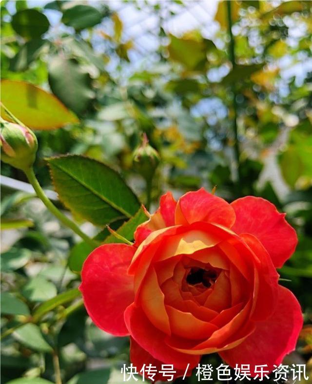 细数10种狼牙棒月季,怕刺的可绕道